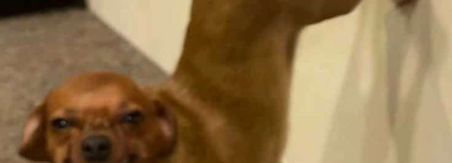 Christian Angelo Española Cover Image