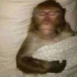 scrtly mei Profile Picture